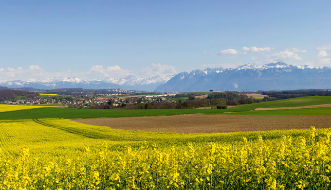 Rapsfelder in der Schweiz mit den Alpen im Hintergrund