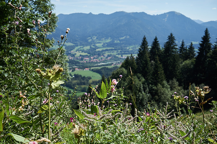 Gras am Wegesrand