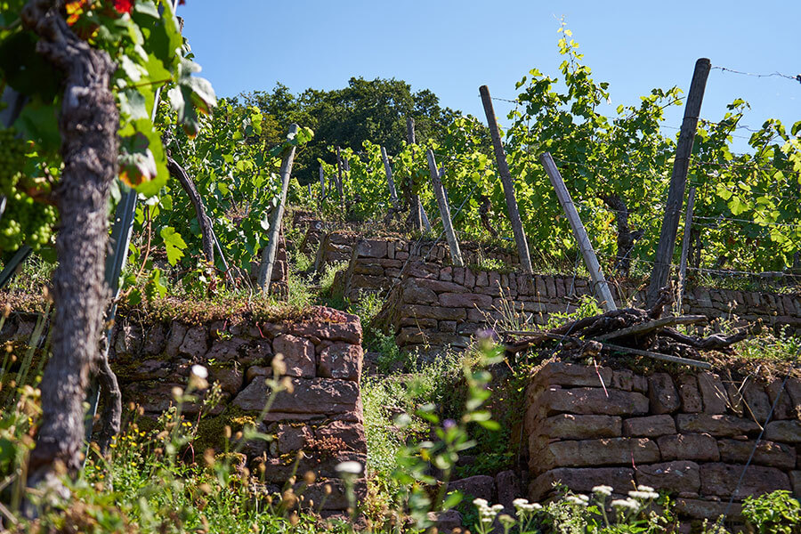 Weinberge bei Klingenberg