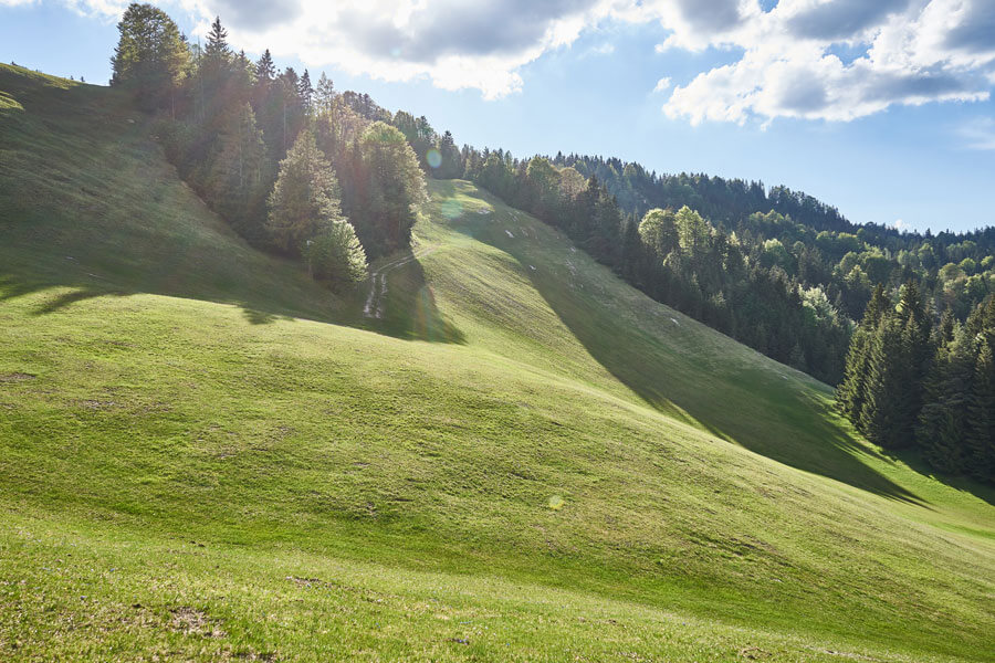 almwiese im sommer