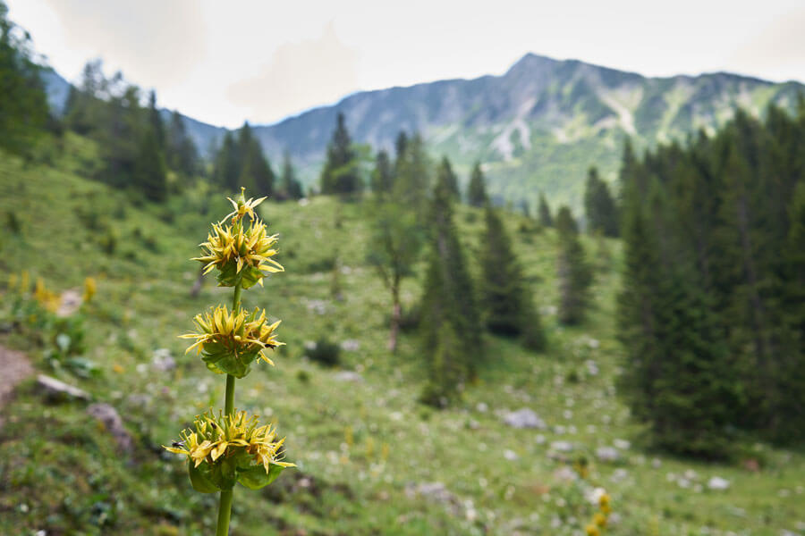 Wildblume und nachhaltig wandern