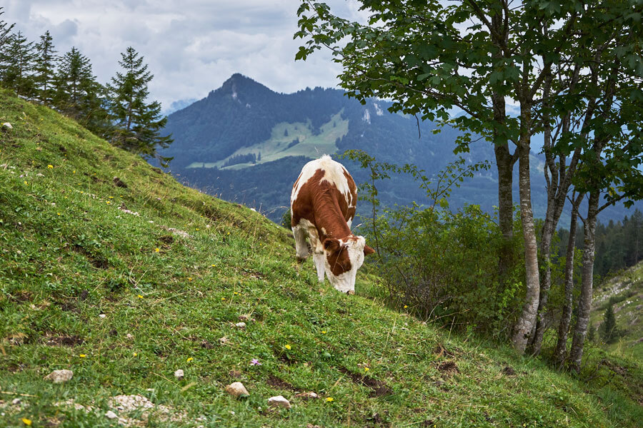 umgang mit kühen beim Wandern