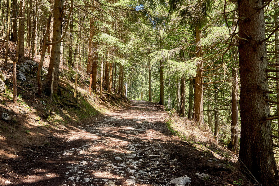 Waldweg zum nachhaltigen Wandern