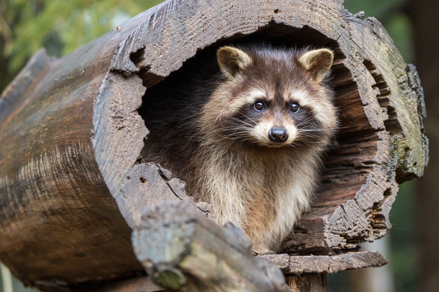 waschbär